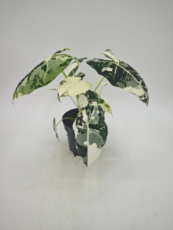 Alocasia Frydek Variegata