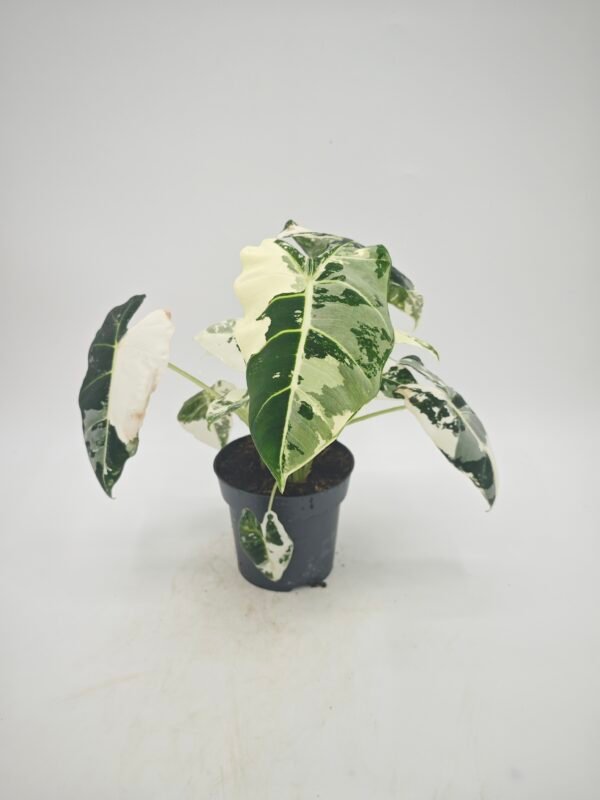 Alocasia Frydek Variegata - Imagen 6