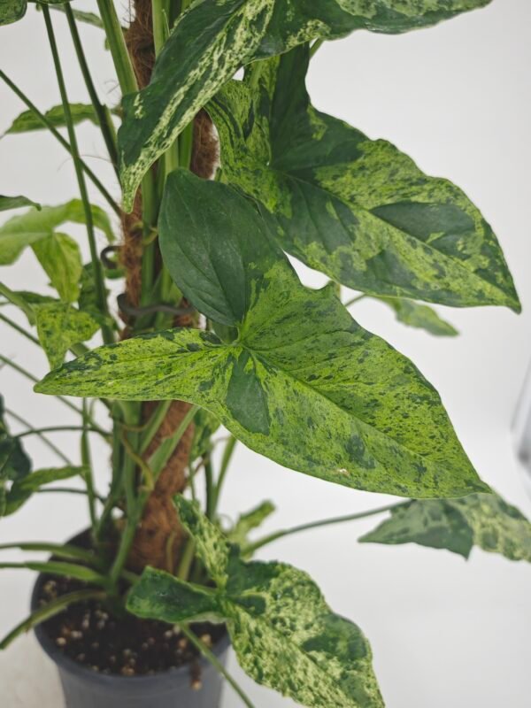Syngonium Podophyllum Mottled (Syngonium Mojito) - Imagen 2