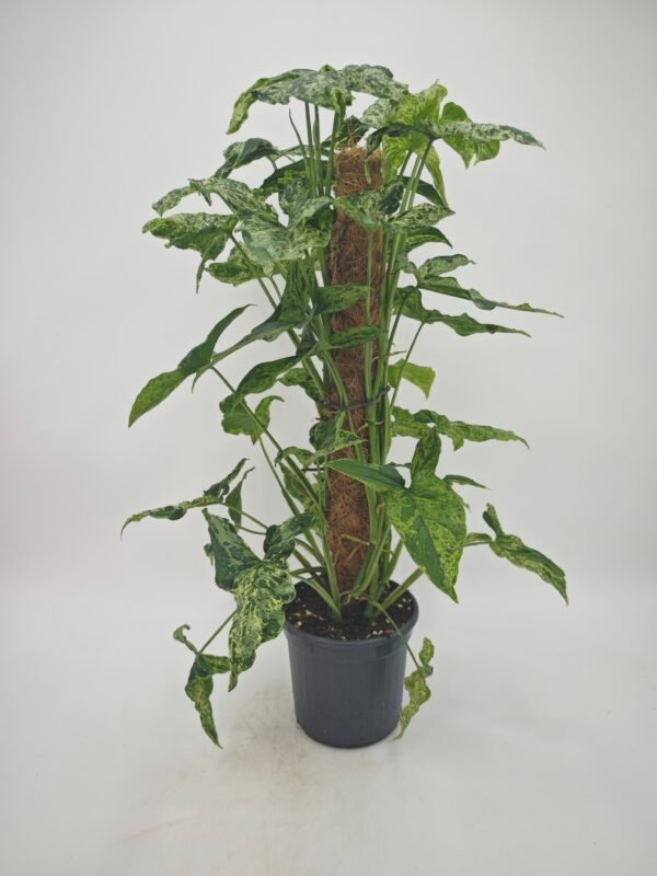 Syngonium Podophyllum Mottled (Syngonium Mojito) - Imagen 4