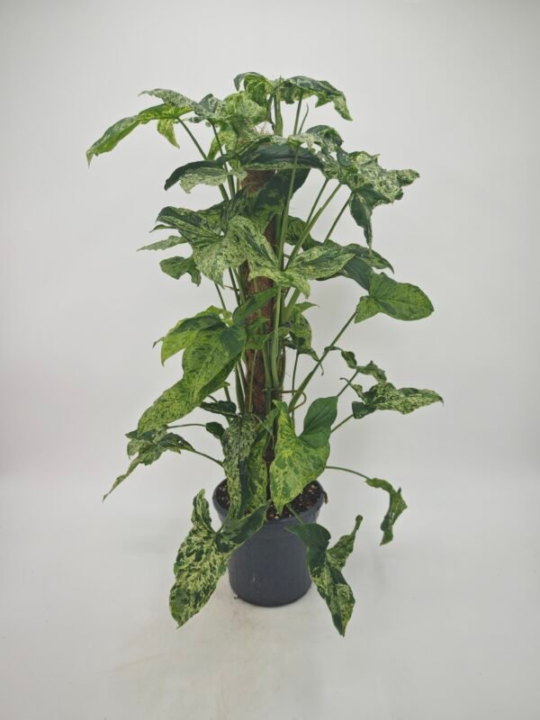Syngonium Podophyllum Mottled (Syngonium Mojito) - Imagen 5