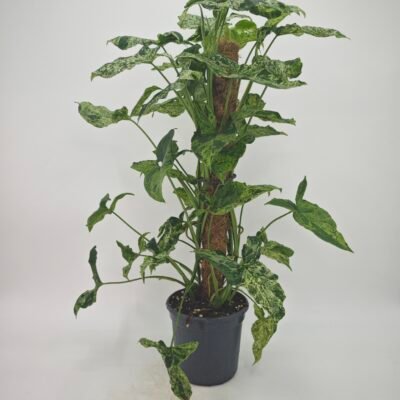 Syngonium Podophyllum Mottled (Syngonium Mojito)