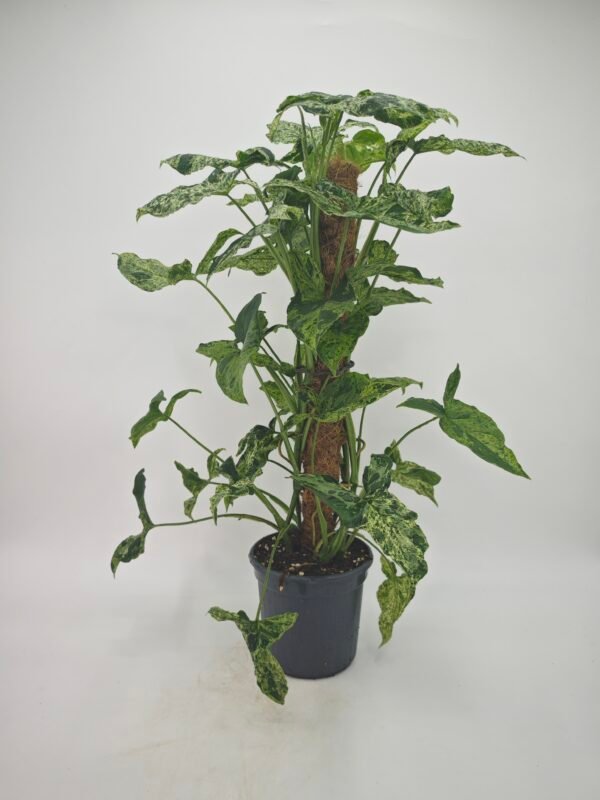 Syngonium Podophyllum Mottled (Syngonium Mojito)