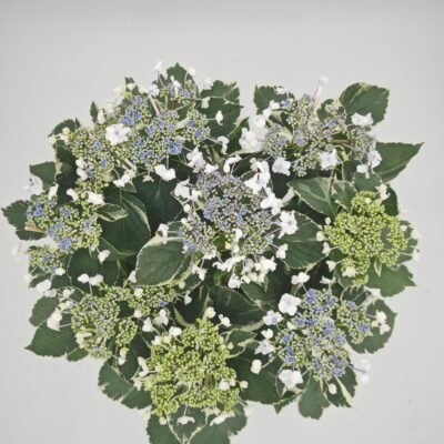 Hydrangea Macrophylla Hovaria Variegata (Hortensia Variegata)