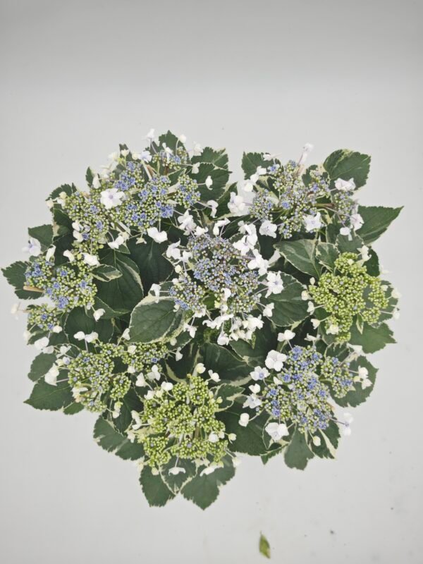 Hydrangea Macrophylla Hovaria Variegata (Hortensia Variegata)