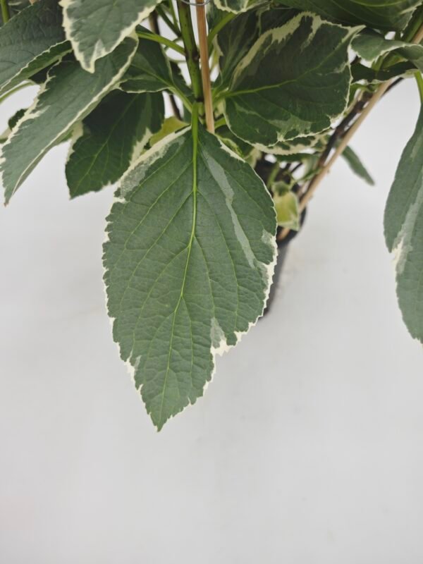 Hydrangea Macrophylla Hovaria Variegata (Hortensia Variegata) - Imagen 4