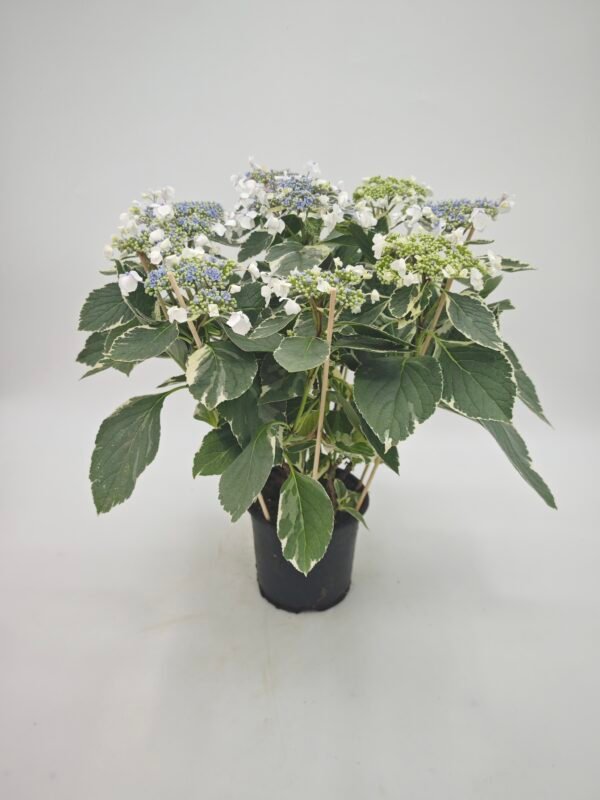 Hydrangea Macrophylla Hovaria Variegata (Hortensia Variegata) - Imagen 5