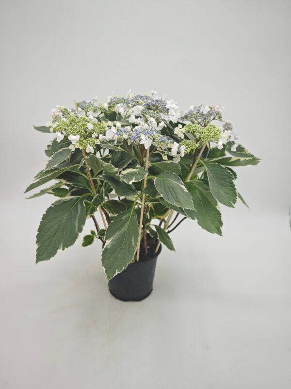 Hydrangea Macrophylla Hovaria Variegata (Hortensia Variegata) - Imagen 6