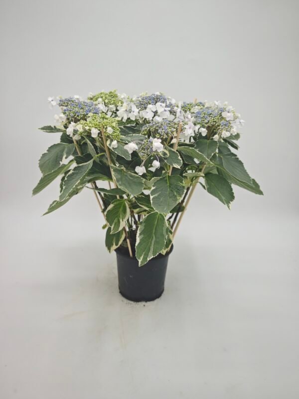 Hydrangea Macrophylla Hovaria Variegata (Hortensia Variegata) - Imagen 7