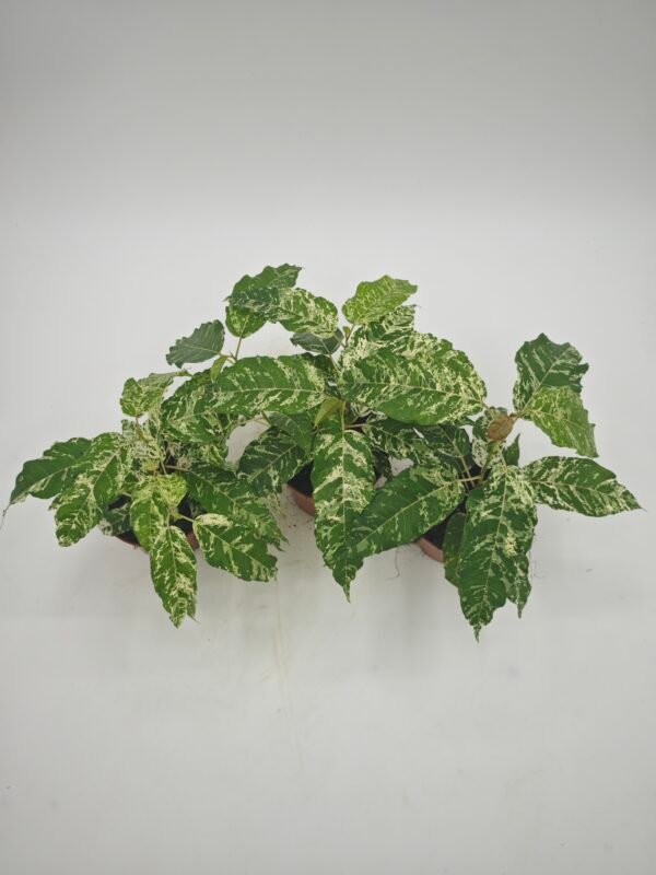 Ficus Snowstorm - Imagen 5
