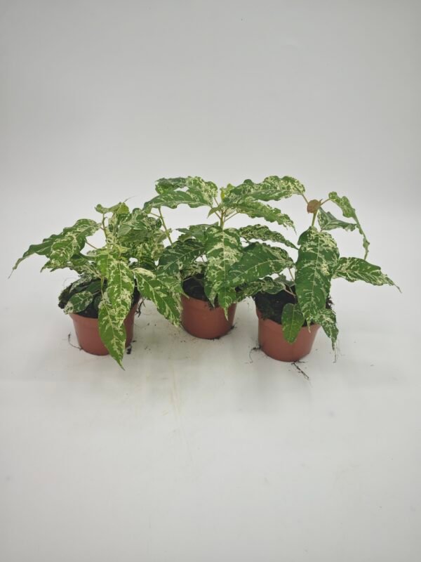 Ficus Snowstorm - Imagen 6