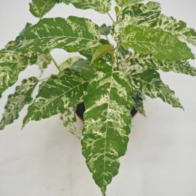 Ficus Snowstorm
