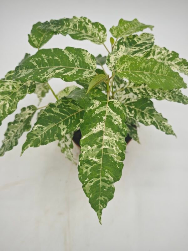 Ficus Snowstorm