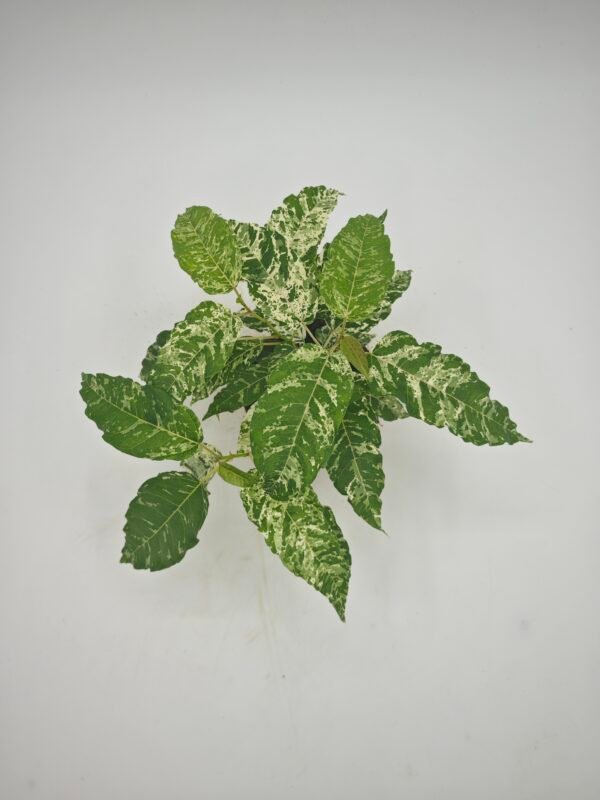 Ficus Snowstorm - Imagen 2