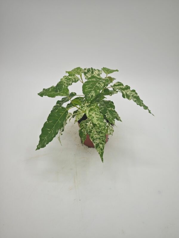 Ficus Snowstorm - Imagen 3