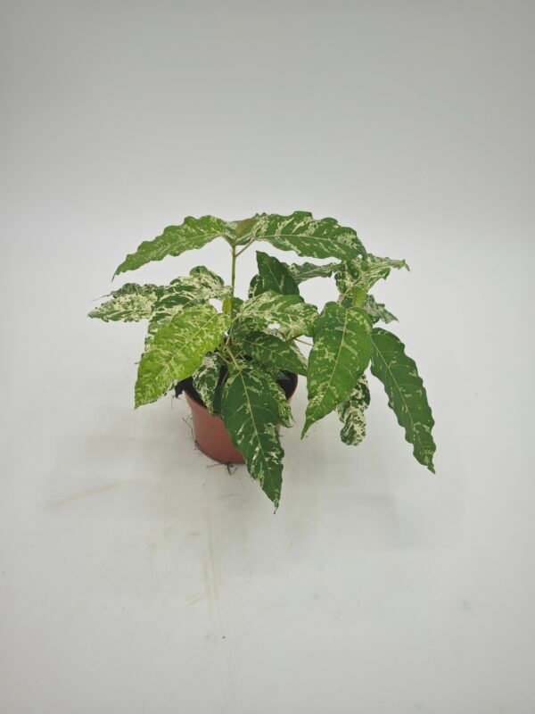 Ficus Snowstorm - Imagen 4