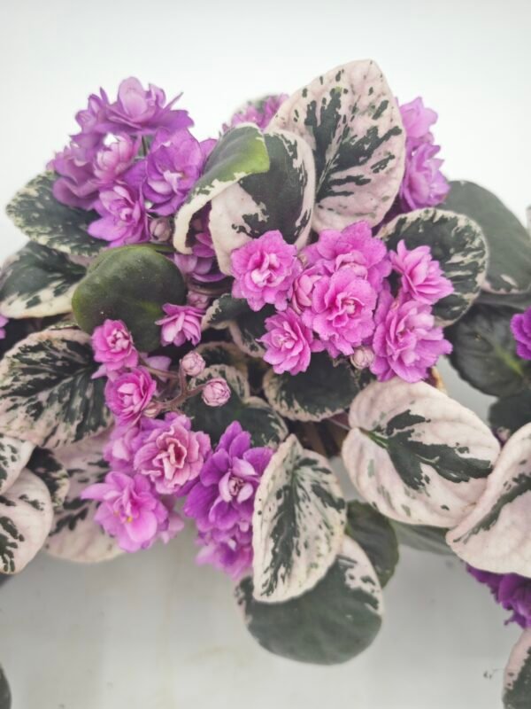 Saintpaulia Variegata (Violeta Africana Variegata) - Imagen 4