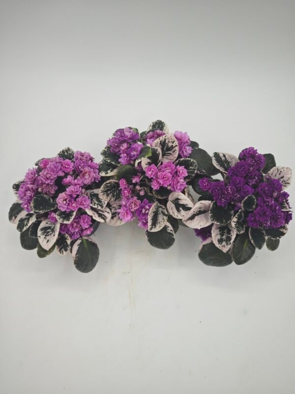 Saintpaulia Variegata (Violeta Africana Variegata) - Imagen 5