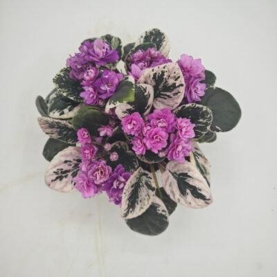 Saintpaulia Variegata (Violeta Africana Variegata)