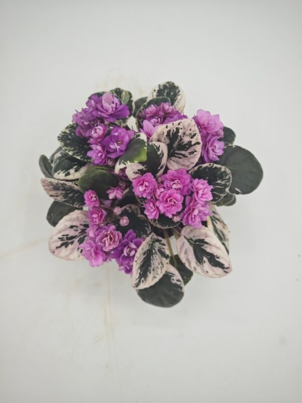 Saintpaulia Variegata (Violeta Africana Variegata)