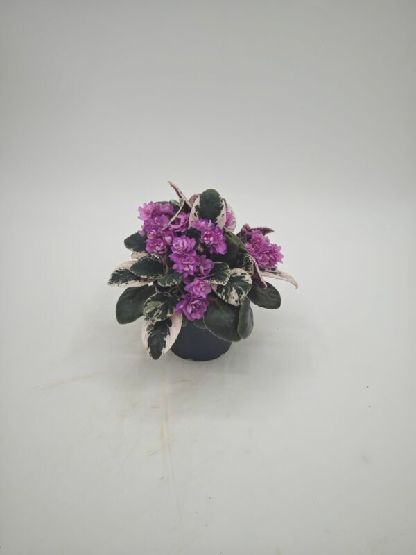 Saintpaulia Variegata (Violeta Africana Variegata) - Imagen 2