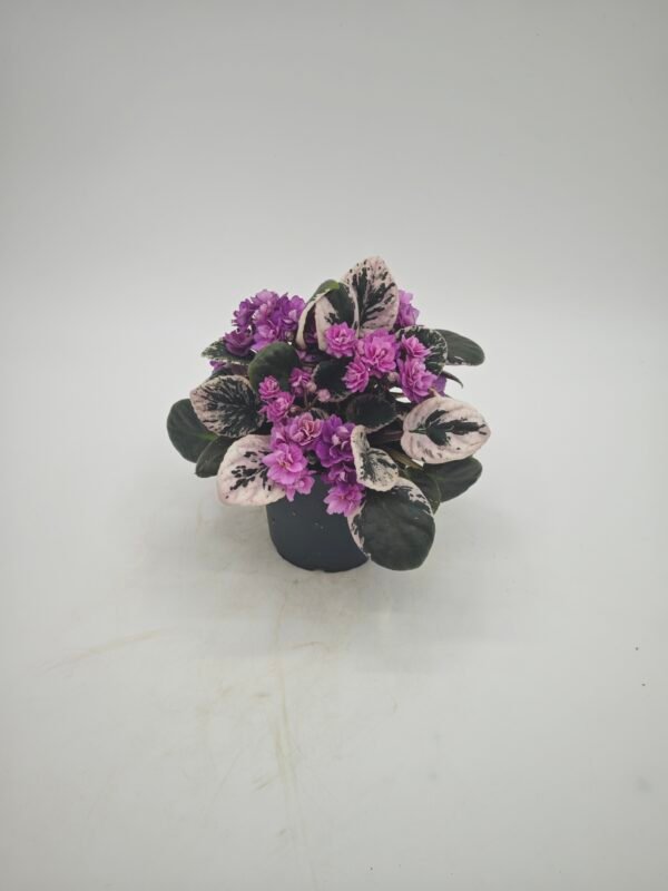 Saintpaulia Variegata (Violeta Africana Variegata) - Imagen 3