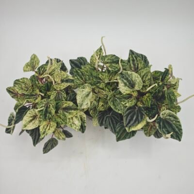 Peperomia Buenos Aires