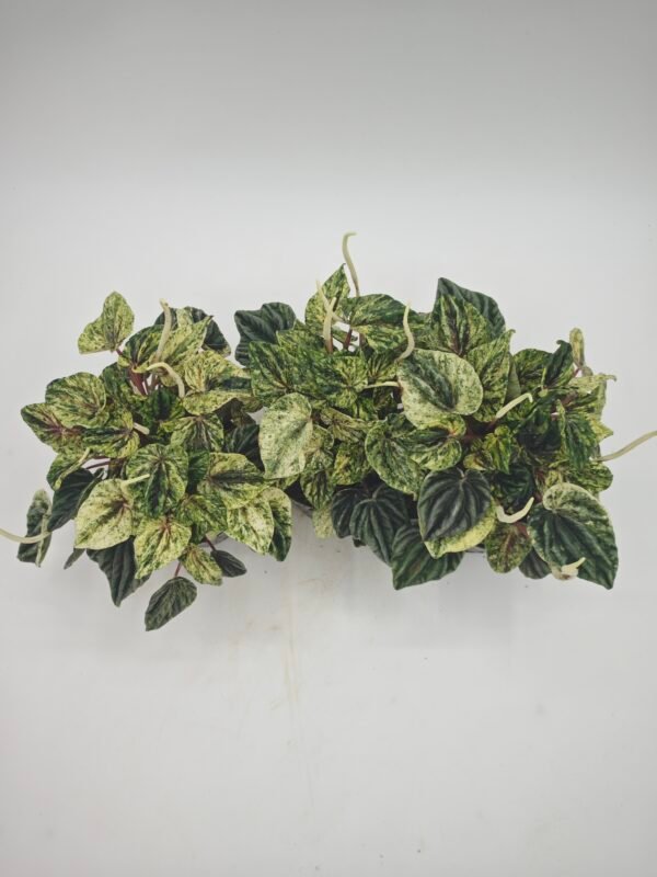 Peperomia Buenos Aires