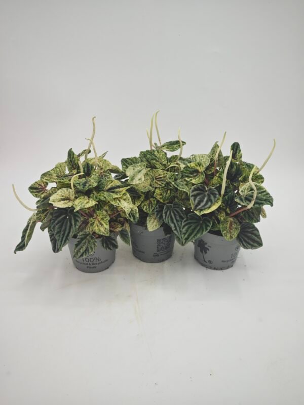 Peperomia Buenos Aires - Imagen 5