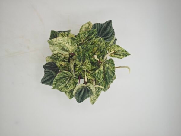 Peperomia Buenos Aires - Imagen 2