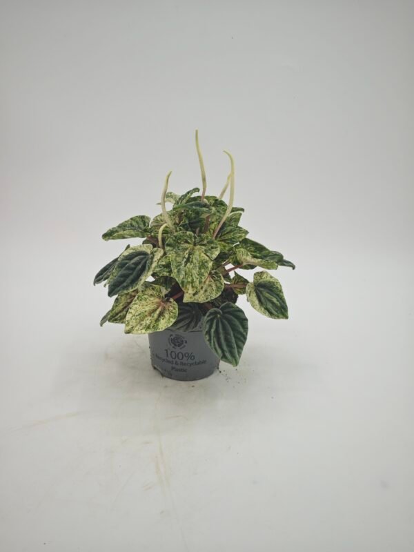 Peperomia Buenos Aires - Imagen 3